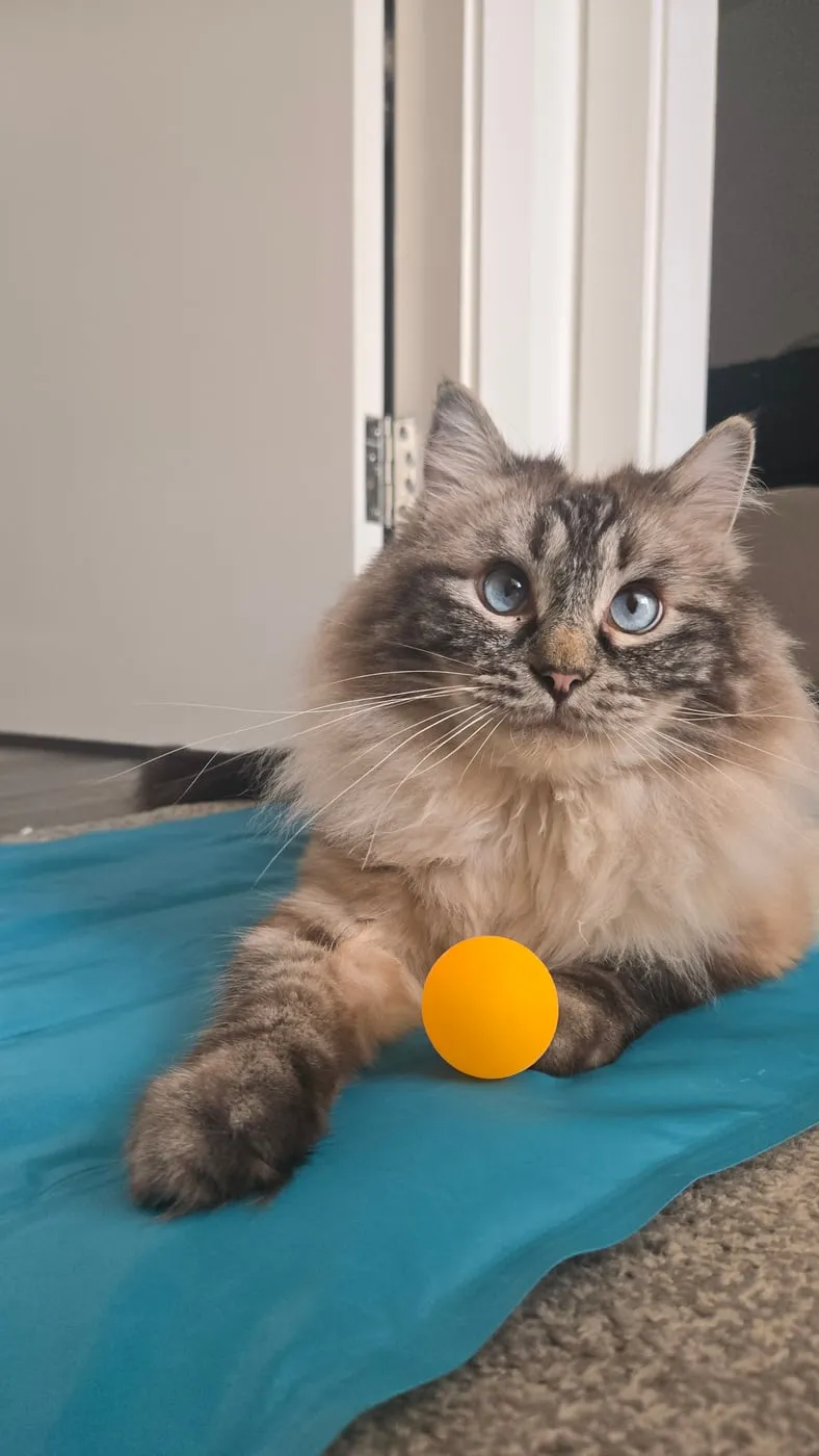 Teddy lying on a blue mat with an orange ball between his paws.