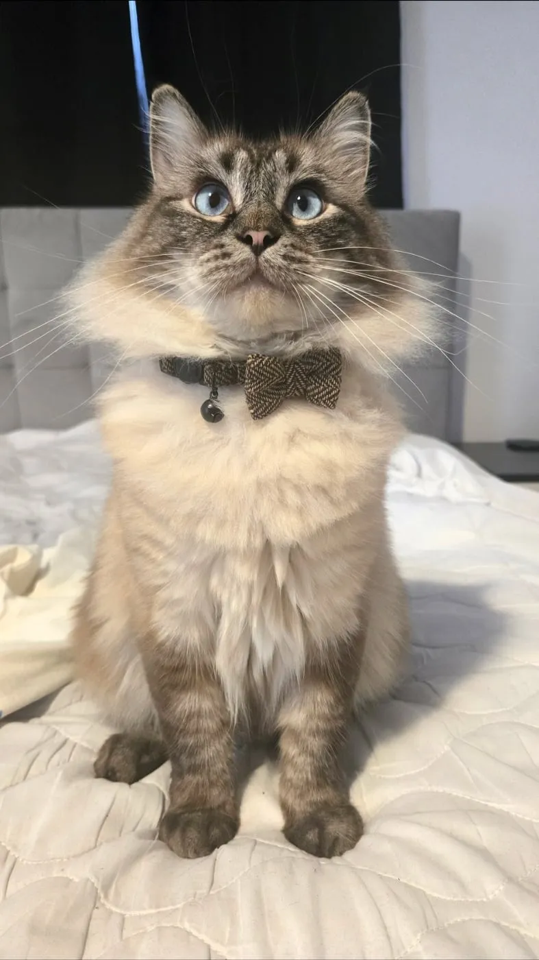 Teddy, a fluffy long-haired cat with blue eyes, sitting up straight in a tweed bow tie.