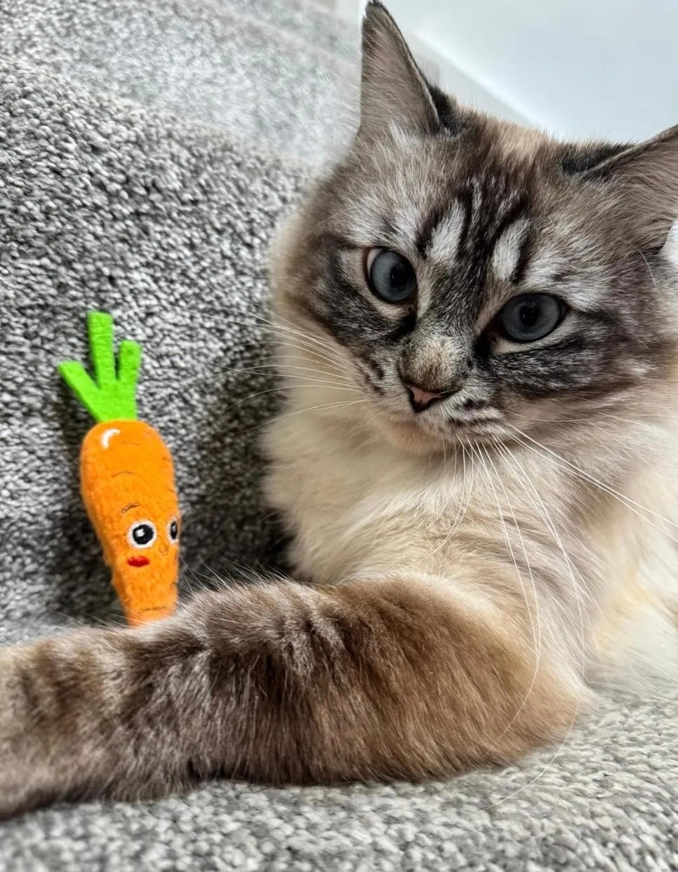 Teddy on a grey sofa, side-eyeing a toy carrot with a face.
