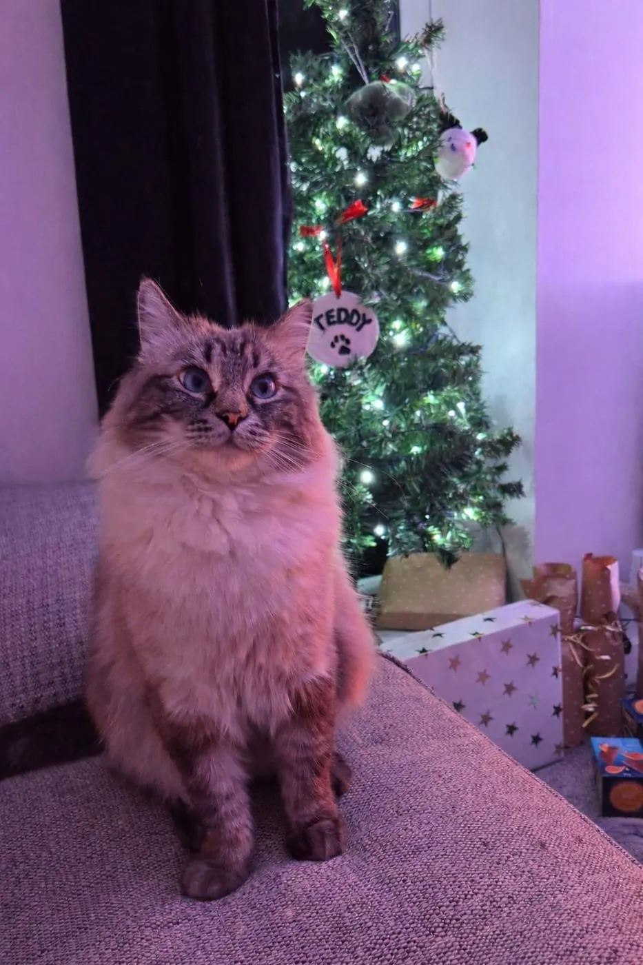 Teddy sitting on the sofa in front of a Christmas tree with his name on a bauble.